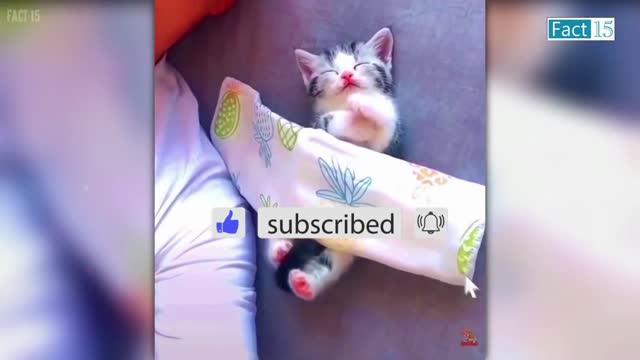 Funny video