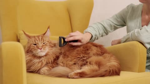 Very Cute cat