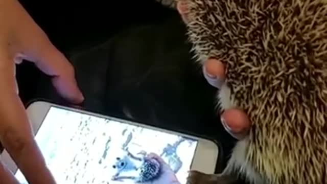 Hedgehog Unlocks Phone