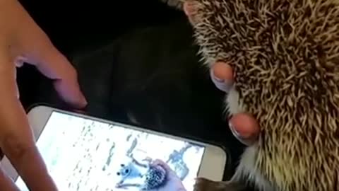 Hedgehog Unlocks Phone