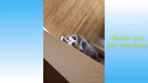 Funny Pet Videos / Hilarious pets scene that make you laugh