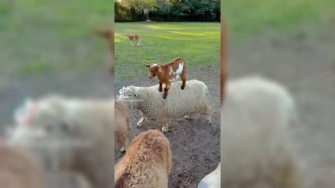 Funny animals from TikTok 2021