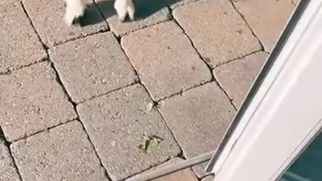 Сразу видно, кто тут главный Источник: https://ochepyatki.ru/view_video.php?viewkey=f774dc3