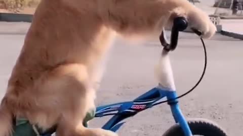 Smart Dog is Ridding Bicycle