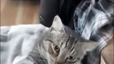Cat VS Dish Cloth