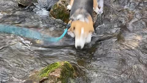 Dog fails to jump water