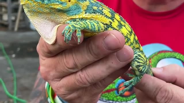 Look at The Size Of This CHAMELEON!