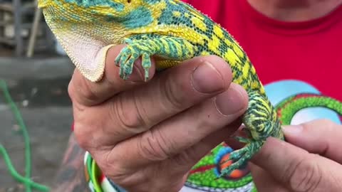 Look at The Size Of This CHAMELEON!