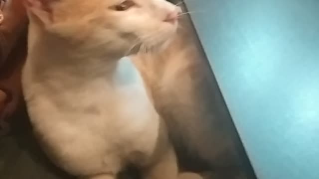 cat make friends easily