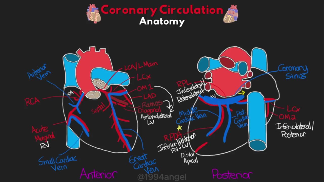 The Anatomy of the Coronary Circulation