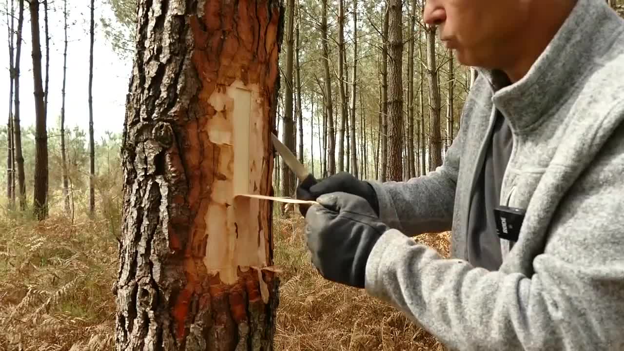 Comment ne jamais mourir de faim . Apprenez cette technique !