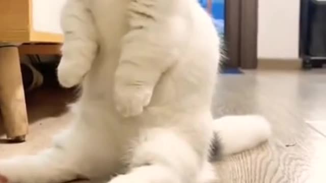 Cute funny cats compilation video