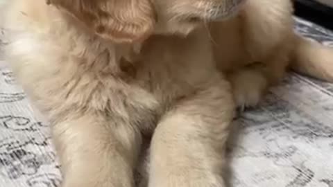 Beautiful golden retriever puppies