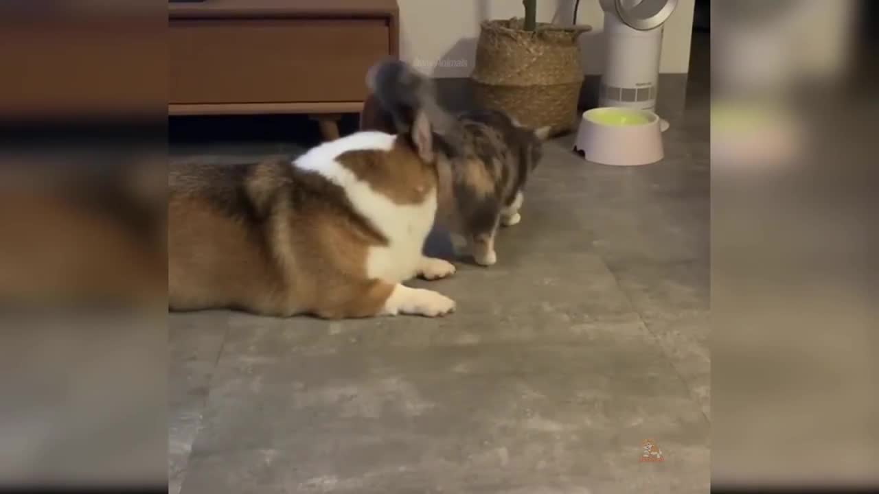 Funny cat video to keep you smiling