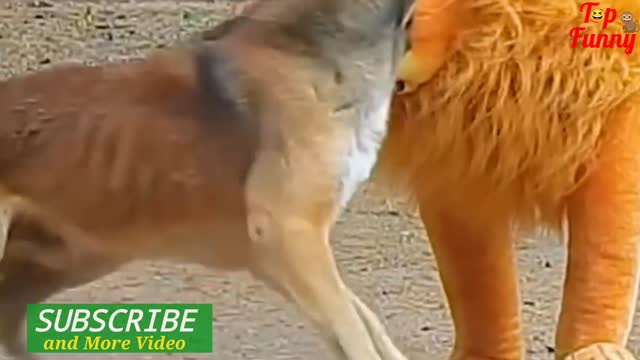 On of the best dog funny video..