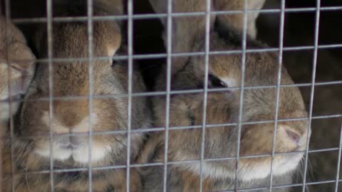 rabbits sitting in a cage