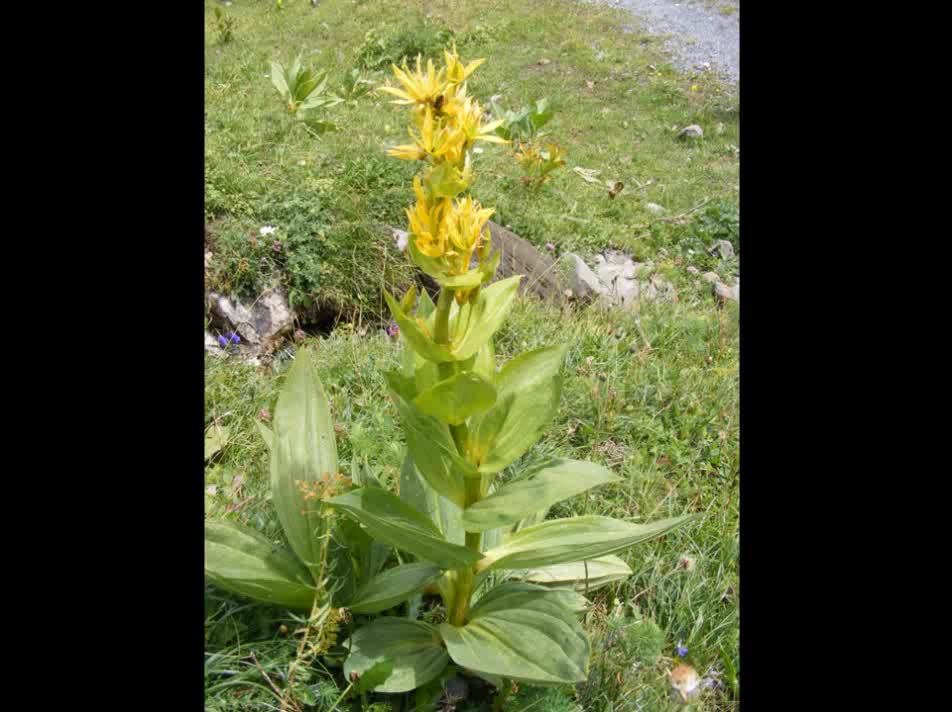 Genciana ( Gentiana lutea ) serve para alergias e amenorreia