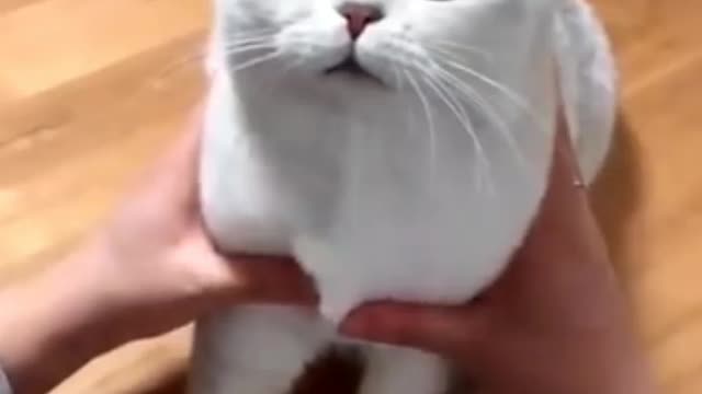 Funny cat video 🤣cute cat