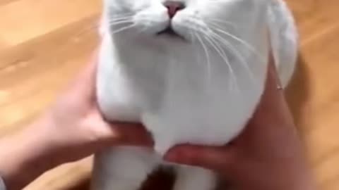 Funny cat video 🤣cute cat