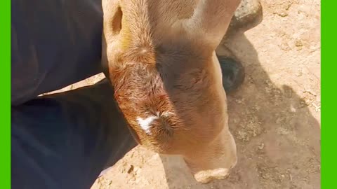 Cute cow baby