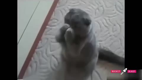 Funniest Cats Dancing to Music