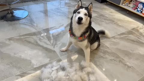 The Life Of Living With A Husky Day6