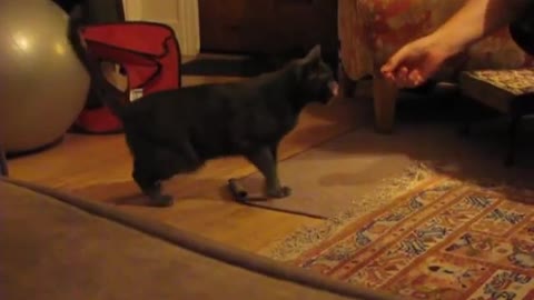 Cat doing tricks