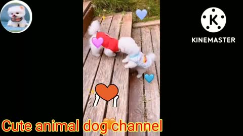 funny tiktok dog and cute pomeranian tiktok funny.