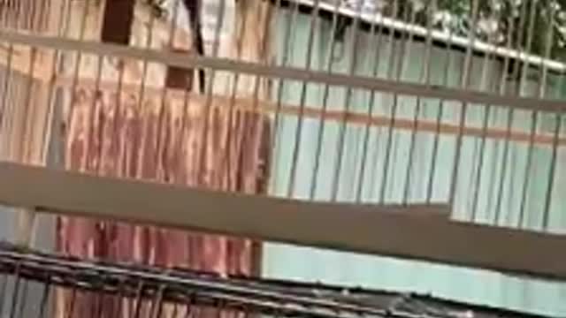 kustruong ... a high-class bird. part 3