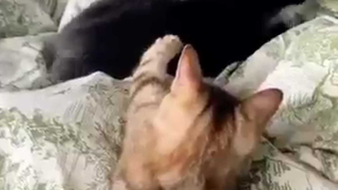 😹Funny_Cats_Won't_s(360p)