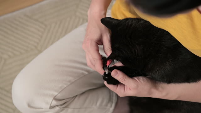 Close Up Of An Unrecognizable Cat Owner Trimming Her Black Cat's