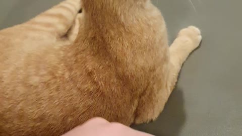 A cute cat on the sofa
