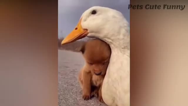 FunnyCatsBr 3