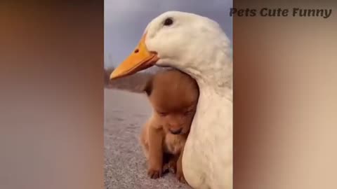FunnyCatsBr 3