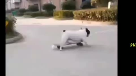 Pet dog skating