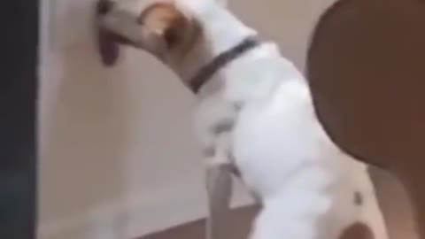 Funny moments of dogs and cats capured on camera - ur daily dose of cuteness - compilation