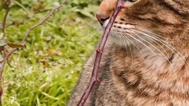Cute Cat Video | Funny Cat