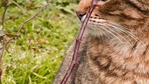 Cute Cat Video | Funny Cat