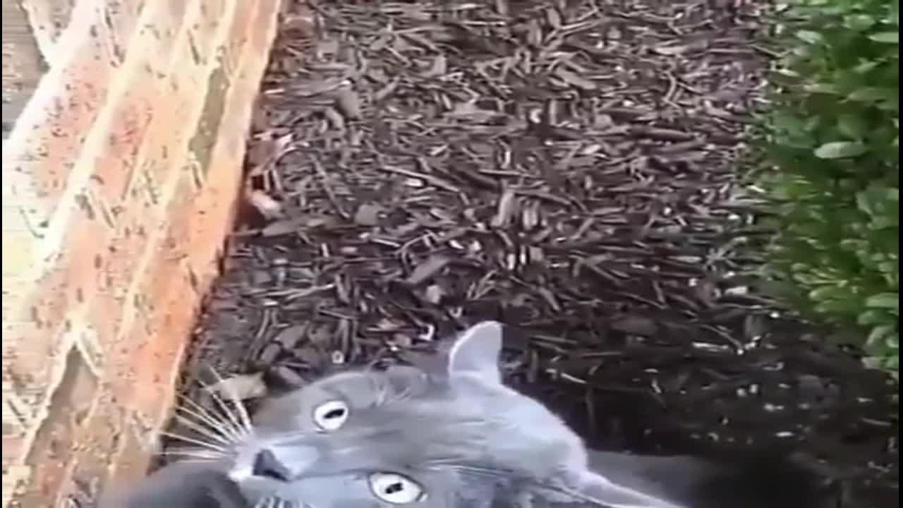 Serious cat, from the bottom of the most shallow heart