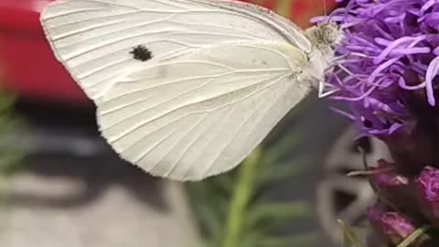 Beautiful Butterfly 🦋💕