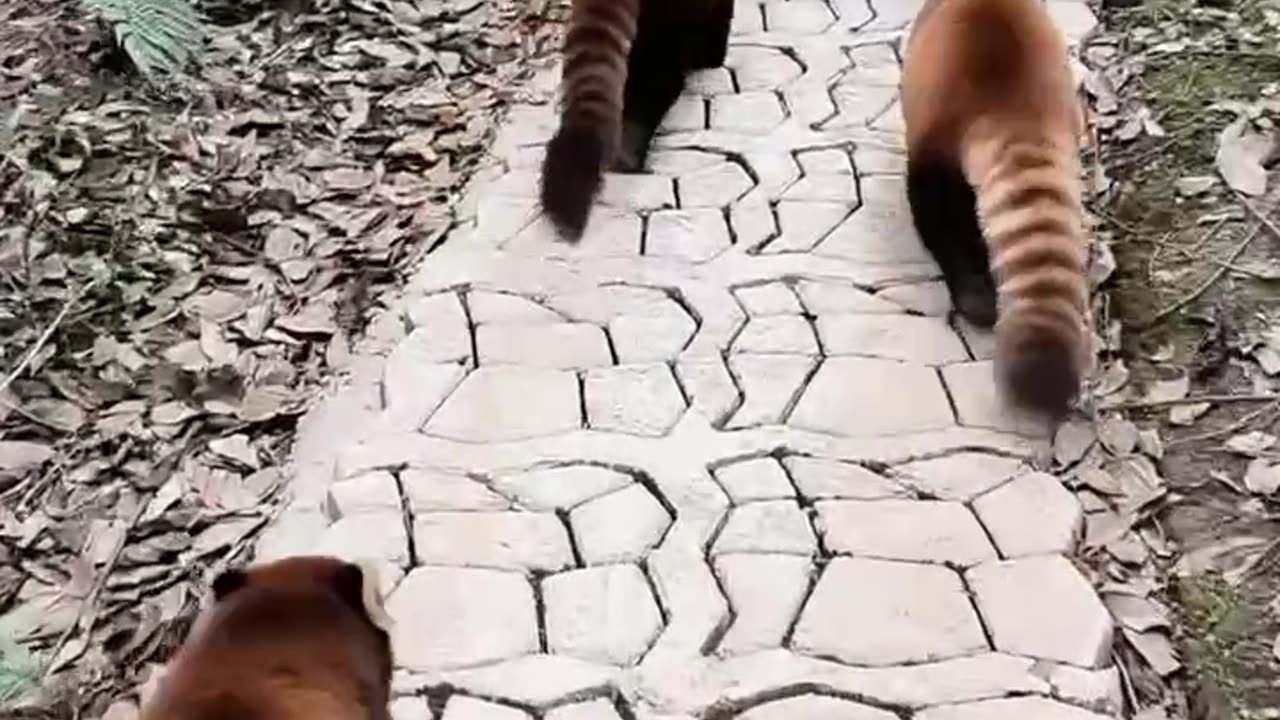 Animal walking