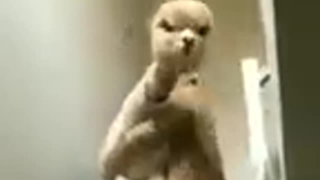 Funny soft cat dog animals videos_