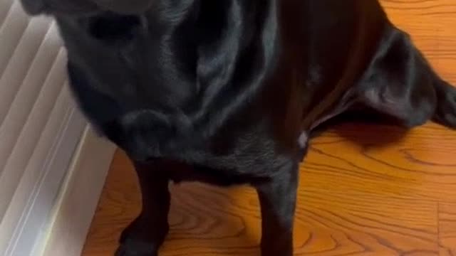 Greedy little black dog