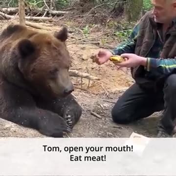Bears will eat anything any chance they get so they can fatten up. "Fast food" is poison.