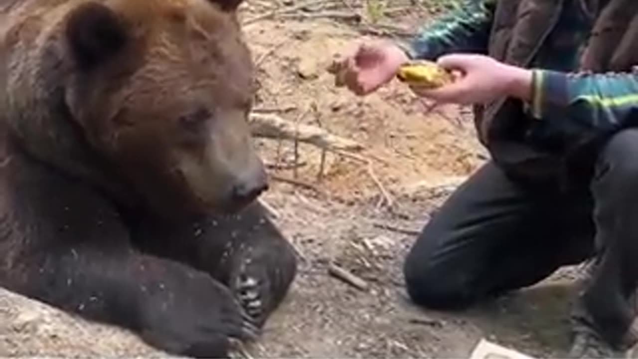 Bears will eat anything any chance they get so they can fatten up. "Fast food" is poison.