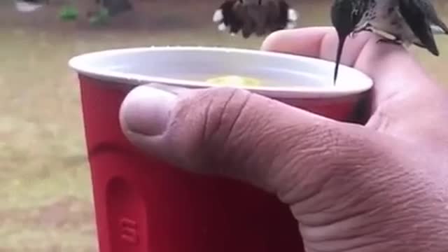 Hummingbirds