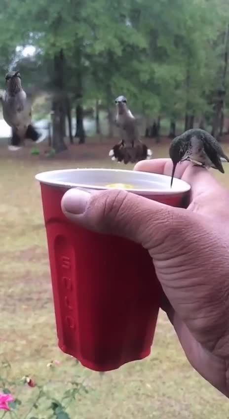 Hummingbirds