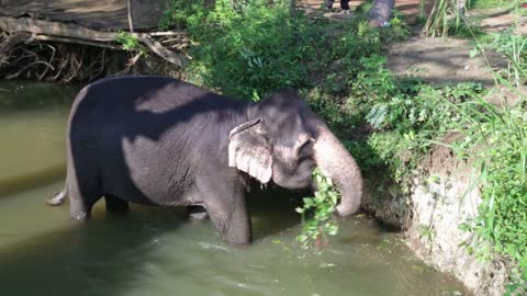 View of an elephant standing in a stream and eating plants