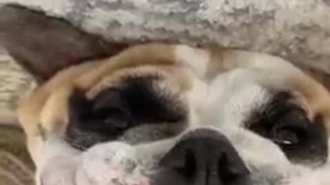Stubby the Bulldog's Unreal Face