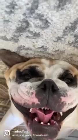 Stubby the Bulldog's Unreal Face
